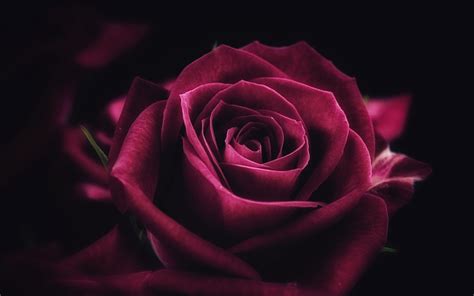 4K Rose Wallpapers - Top Free 4K Rose Backgrounds - WallpaperAccess