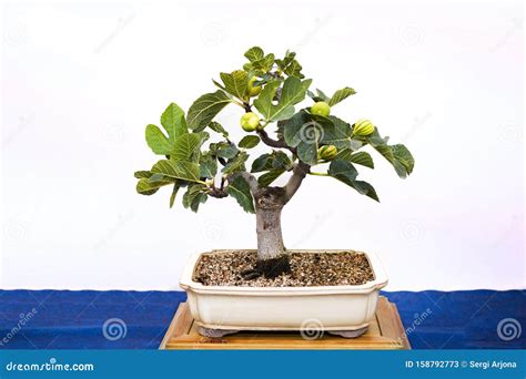 Bonsai Made from a Fig Tree with Figs Stock Image - Image of decoration ...