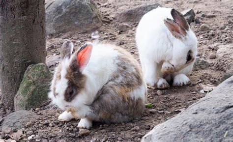 How to Treat Rabbit Fleas — Rabbit Care Tips