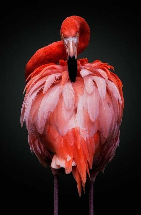 Foto Flamingo, Fancy Flamingo, Flamingo Art, Pretty Birds, Beautiful Birds, Animals Beautiful ...