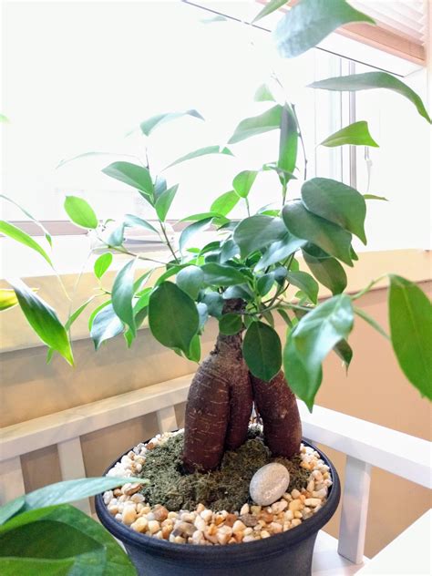 What's the best soil for repotting a ginseng ficus bonsai? I ripped off the moss and glued rocks ...