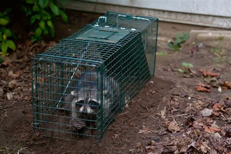 How to Trap A Raccoon? Best Bait and Raccoon Trapping Tips – Family Life Share