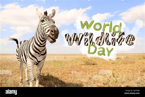 Beautiful zebra in savanna and text WORLD WILDLIFE DAY Stock Photo - Alamy