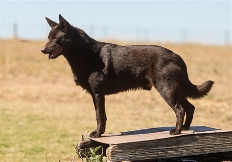 Australian Kelpie Breeds