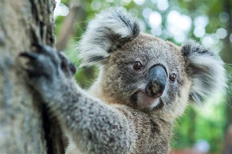 Koalas could end up on the endangered species list in Australia - Lonely Planet