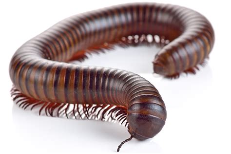 Quick Facts About Millipedes from DKS Pest Control