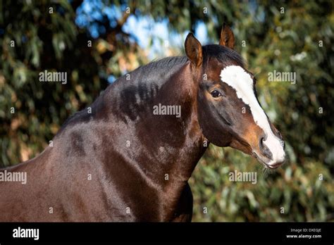 Waler Horse. Portrait of a bay stallion. Australia Stock Photo - Alamy