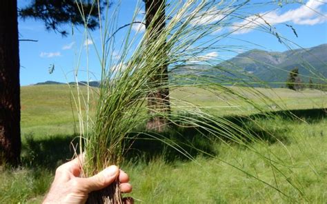 Fine Fescue: How to Grow and Care for It