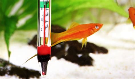 Do I Need a Heater for My Fish Tank and Why Do I Need It?