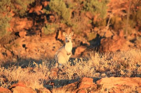 Outback Animals - Australian Photography