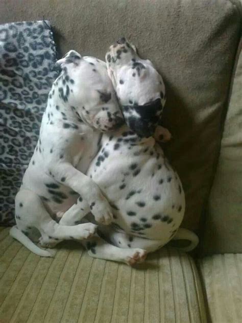 ภเгคк ค๓๏ | Dalmatian puppy, Puppies, Cute dogs