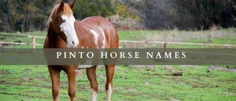 121+ Pinto Horse Names - Great Name Ideas - Equine Desire