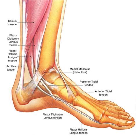 arch and tendons | Anatomía del tobillo, Anatomia musculos, Anatomia y fisiologia humana