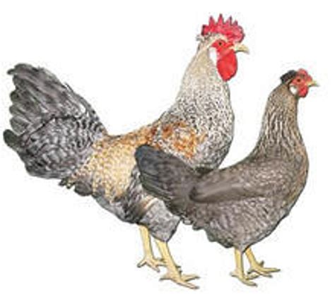 Cream Legbar Eggs | Stromberg's Chickens