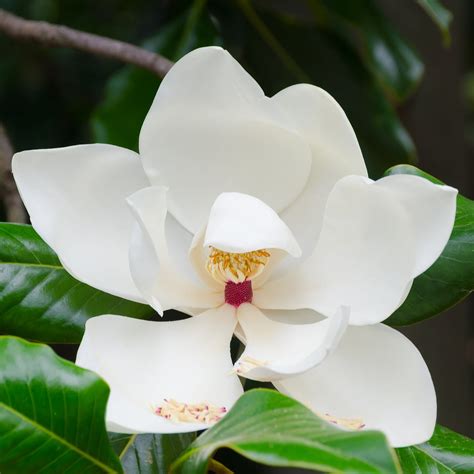 Southern Magnolia Tree – Green Thumbs Garden