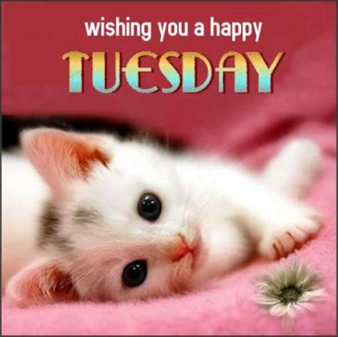 happy tuesday quotes funny - Gaye Saucedo