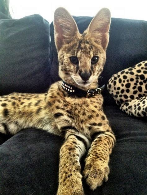 15 Things You Need to Know If You Want to Own a Serval Cat. #14 Might Change Your Mind.