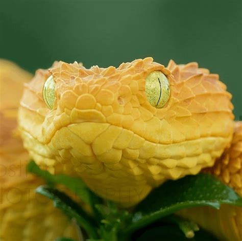 🔥 Close-up of a yellow eyelash viper. : r/NatureIsFuckingLit