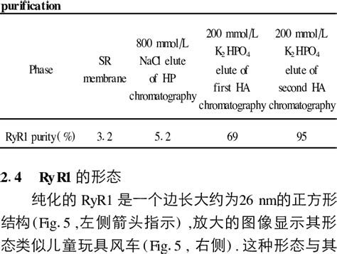 The relative content of RyR1 in different phases of | Download Table