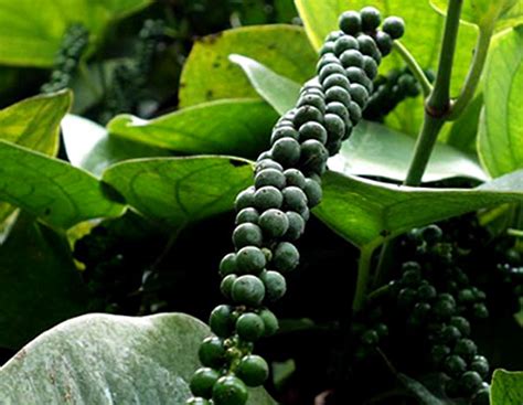 How to grow Black Pepper | Growing peppercorns plant | Piper nigrum ...