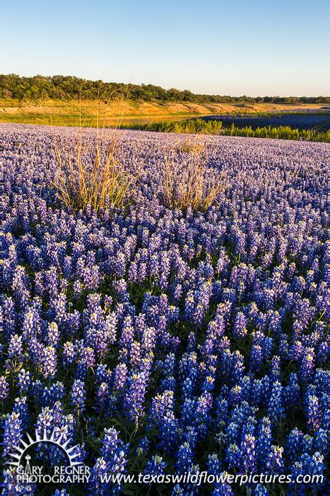 Texas Wildflower and Bluebonnet Sightings Report : Texas Wildflower Hot ...