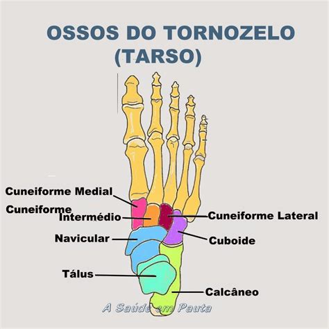 ossos do tarso - Anatomia Humana I