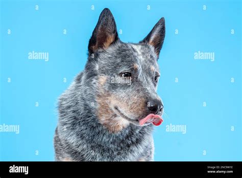 Portrait of australian cattle dog or blue heeler licking with tongue on blue background Stock ...
