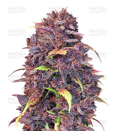 Purple Lemonade Auto Strain - SeedFare Find the Perfect Seed at the ...