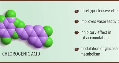 Diet Diaries: Chlorogenic Acid – The Weight Loss Antioxidant in Coffee