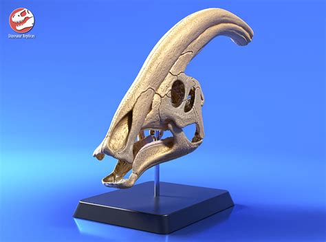 DinoReplicas - 3D Model Works - Dinosaur 3D printed skull - Parasaurolophus