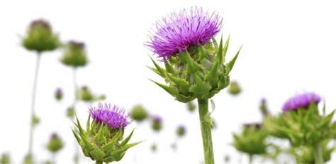 Milk Thistle for Liver Detox – Fact or Fad? | Simply Supplements