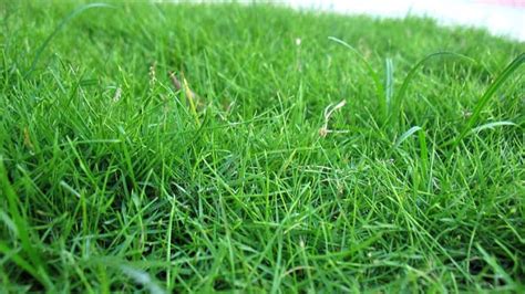 What’s the Best Way to Reseed a Lawn? | Angie's List