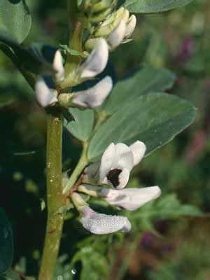 Faba Bean Grow Guide