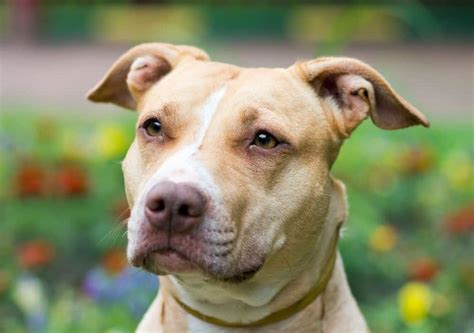 American pit bull terrier: Breed characteristics, pictures, care