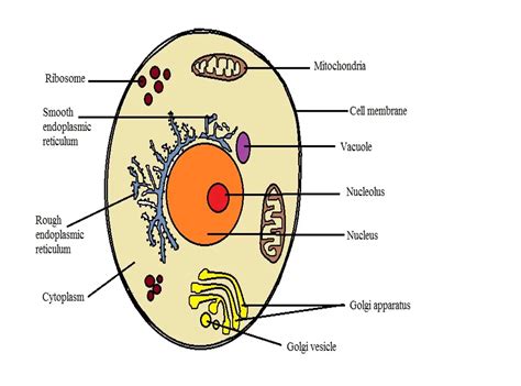 What are the differences between a plant cell and an animal cell?