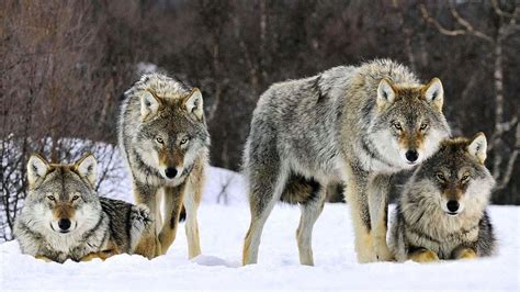 Wolf Pack Wallpaper 4K : Wallpapercave is an online community of ...