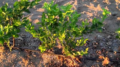 Planting and Spacing Blueberries Tips - Growing Giant Blueberries Plants | Growing blueberries ...