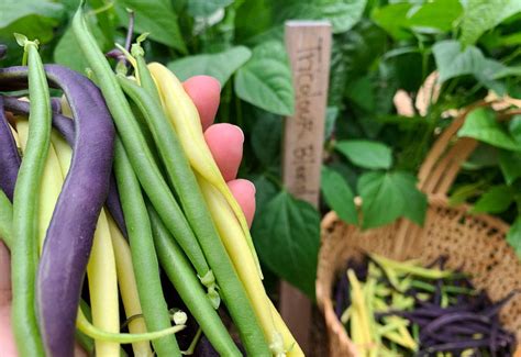 14 Incredible Bush Beans Varieties for the Home and Market Garden