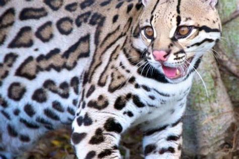 Are Ocelots Dangerous & Do They Attack? (How To Handle It)