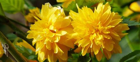 Kerria, an easy shrub that blooms in full yellow