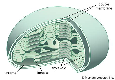 Stroma Plant