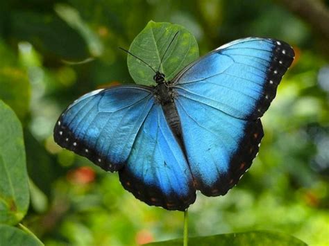 Beautiful Butterflies From Around The World