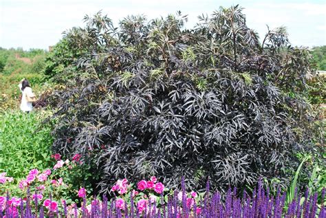 Sambucus Nigra 'Black Lace' | Emerald Plants