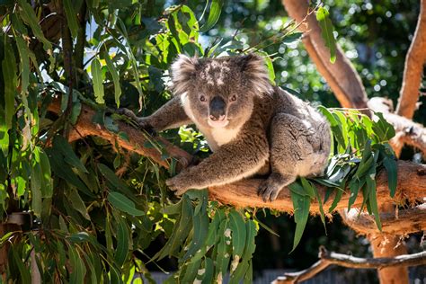 Kangaroo Island, Australia: World’s Greatest Places 2023 | TIME