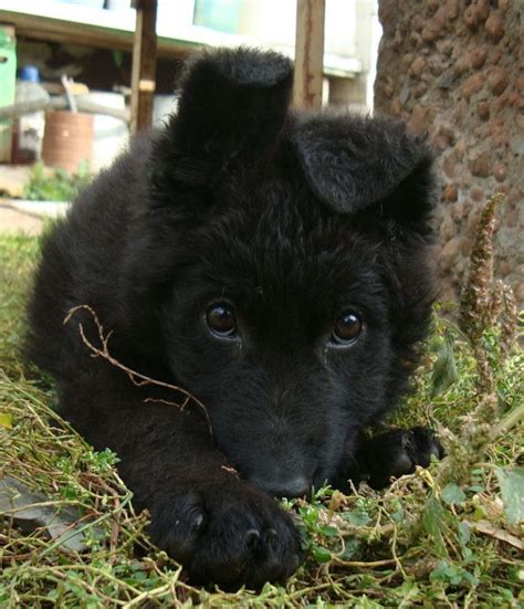 Newborn Black German Shepherd Puppies - Pets Lovers