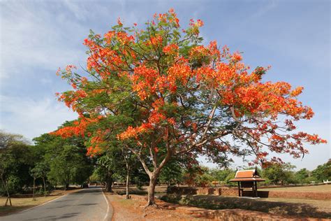 90 Best Flowering Trees for Florida (by Color & w/ Photos)- ProGardenTips