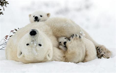 Polar bear reproduction - WWF Arctic