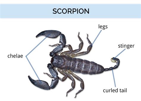 What Do Scorpions Look Like | Scorpion Identification Guide