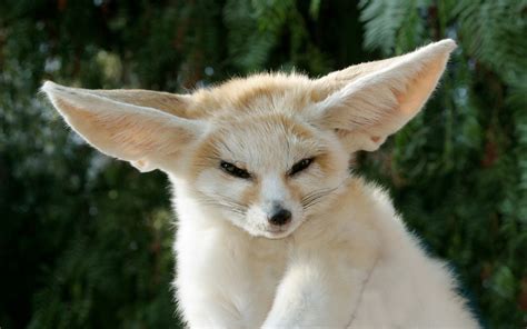 Fennec Fox Baby Wallpaper 41799 - Baltana