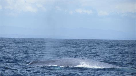 Monterey Bay Whale Sightings over Winter and early Spring 2018 | Santa ...